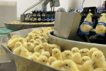 investigacao-expoe-trituracao-de-pintinhos-na-industria-de-ovos