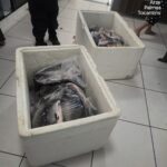 guarda-metropolitana-apreende-107-kg-de-pescado-irregular-e-prende-homem-com-mandado-em-aberto
