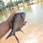 laguinho-da-via-lago-recebe-mais-peixes-para-disputa-infantil-do-1o-torneio-de-pesca-esportiva-lago-vivo