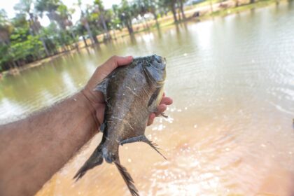 laguinho-da-via-lago-recebe-mais-peixes-para-disputa-infantil-do-1o-torneio-de-pesca-esportiva-lago-vivo
