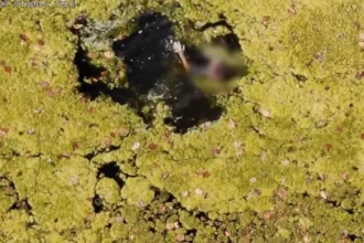 crianca-com-autismo-e-resgatada-de-lago-com-ajuda-de-drone;-video