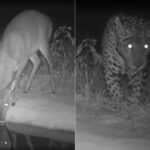 big-brother-do-cerrado?-bebedouros-com-cameras-ajudam-pesquisadores-a-entender-habitos-de-animais-silvestres