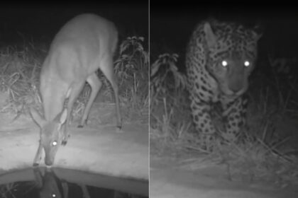 big-brother-do-cerrado?-bebedouros-com-cameras-ajudam-pesquisadores-a-entender-habitos-de-animais-silvestres
