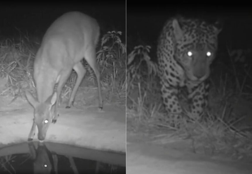big-brother-do-cerrado?-bebedouros-com-cameras-ajudam-pesquisadores-a-entender-habitos-de-animais-silvestres