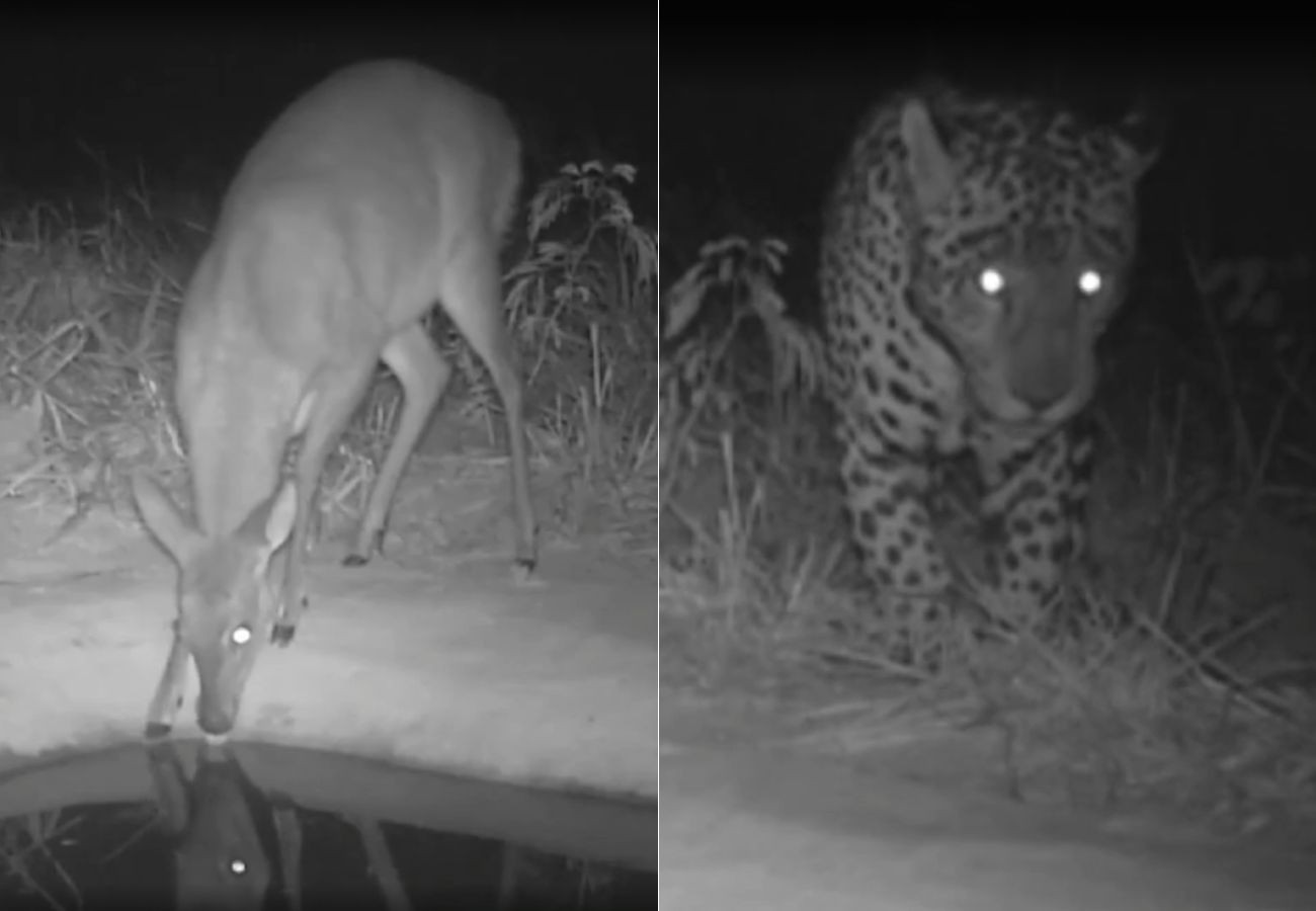 big-brother-do-cerrado?-bebedouros-com-cameras-ajudam-pesquisadores-a-entender-habitos-de-animais-silvestres