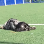 cao-com-narcolepsia-viraliza-ao-dormir-durante-brincadeiras;-assista