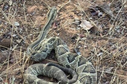 guarda-metropolitana-de-palmas-resgata-cascavel-encontrada-dentro-de-caminhao-durante-descarregamento