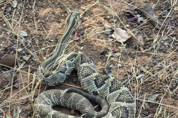guarda-metropolitana-de-palmas-resgata-cascavel-encontrada-dentro-de-caminhao-durante-descarregamento