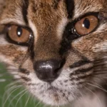 “estranho”.-novo-felino-foi-descoberto-em-estrada-da-bolivia:-o-que-sabe?