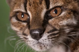 “estranho”.-novo-felino-foi-descoberto-em-estrada-da-bolivia:-o-que-sabe?