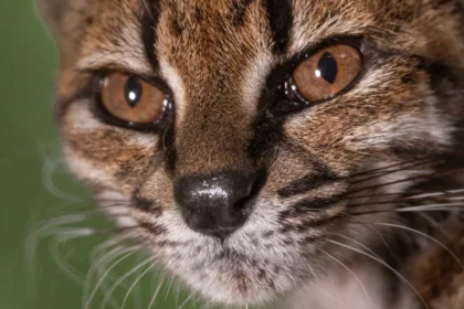 “estranho”.-novo-felino-foi-descoberto-em-estrada-da-bolivia:-o-que-sabe?