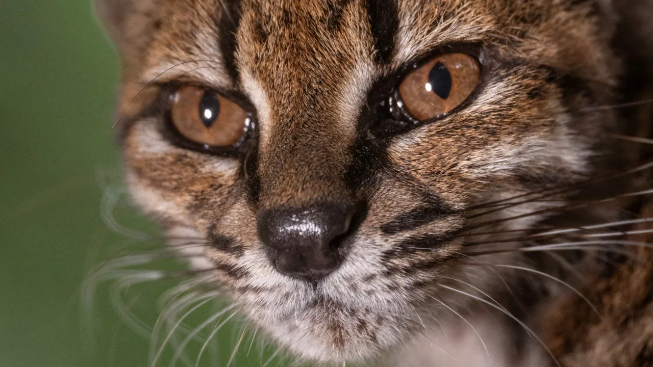 “estranho”.-novo-felino-foi-descoberto-em-estrada-da-bolivia:-o-que-sabe?