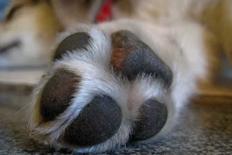 seu-cao-lambe-muito-as-patas?-5-causas-que-vao-alem-da-‘mania’