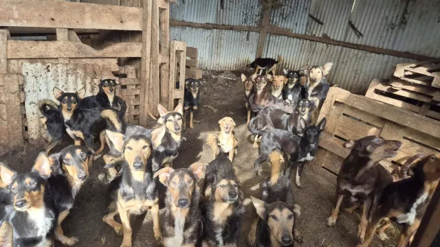 mais-de-100-caes-sao-resgatados-de-“horror”-na-franca