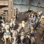 mais-de-100-caes-sao-resgatados-de-“horror”-na-franca