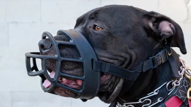 racas-de-cachorros-que-sao-proibidas-ao-redor-do-mundo