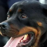 idosa-perde-as-duas-orelhas-apos-ataque-de-rottweilers-em-sp