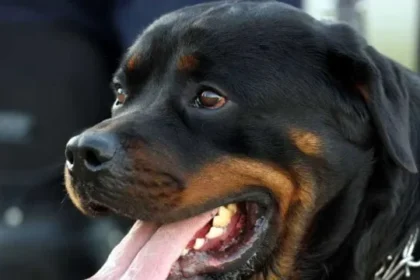 idosa-perde-as-duas-orelhas-apos-ataque-de-rottweilers-em-sp