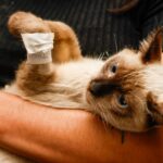 castramovel-tem-contrato-renovado-por-r$-4,1-milhoes-para-castrar-e-microchipar-caes-e-gatos;-veja-como-agendar