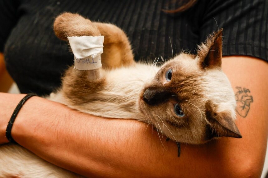 castramovel-tem-contrato-renovado-por-r$-4,1-milhoes-para-castrar-e-microchipar-caes-e-gatos;-veja-como-agendar