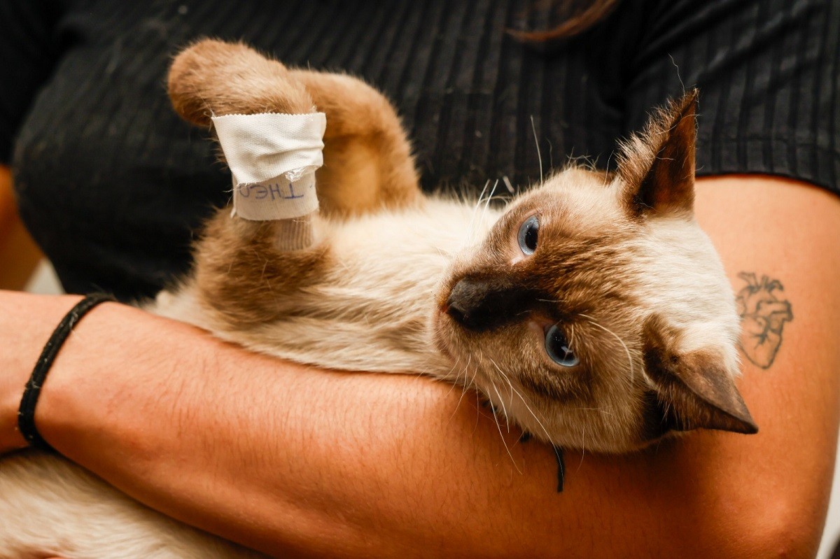 castramovel-tem-contrato-renovado-por-r$-4,1-milhoes-para-castrar-e-microchipar-caes-e-gatos;-veja-como-agendar
