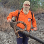 jiboia-e-encontrada-carbonizada-apos-incendio-em-area-de-vegetacao-em-palmas