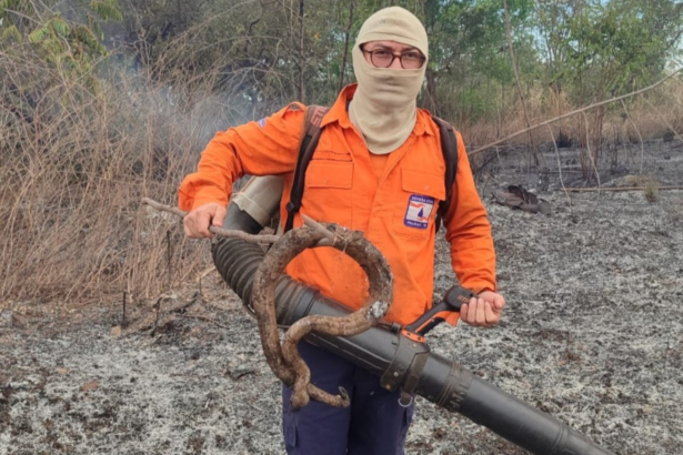 jiboia-e-encontrada-carbonizada-apos-incendio-em-area-de-vegetacao-em-palmas