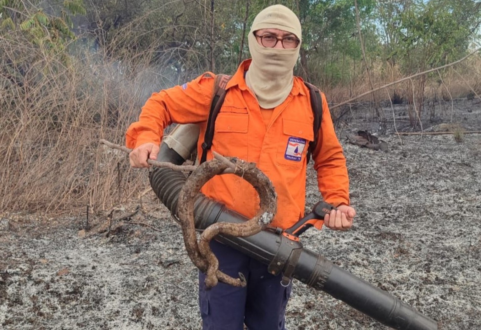 jiboia-e-encontrada-carbonizada-apos-incendio-em-area-de-vegetacao-em-palmas