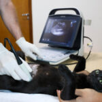 outubro-rosa-pet-alerta-para-tumores-em-cadelas-e-gatas