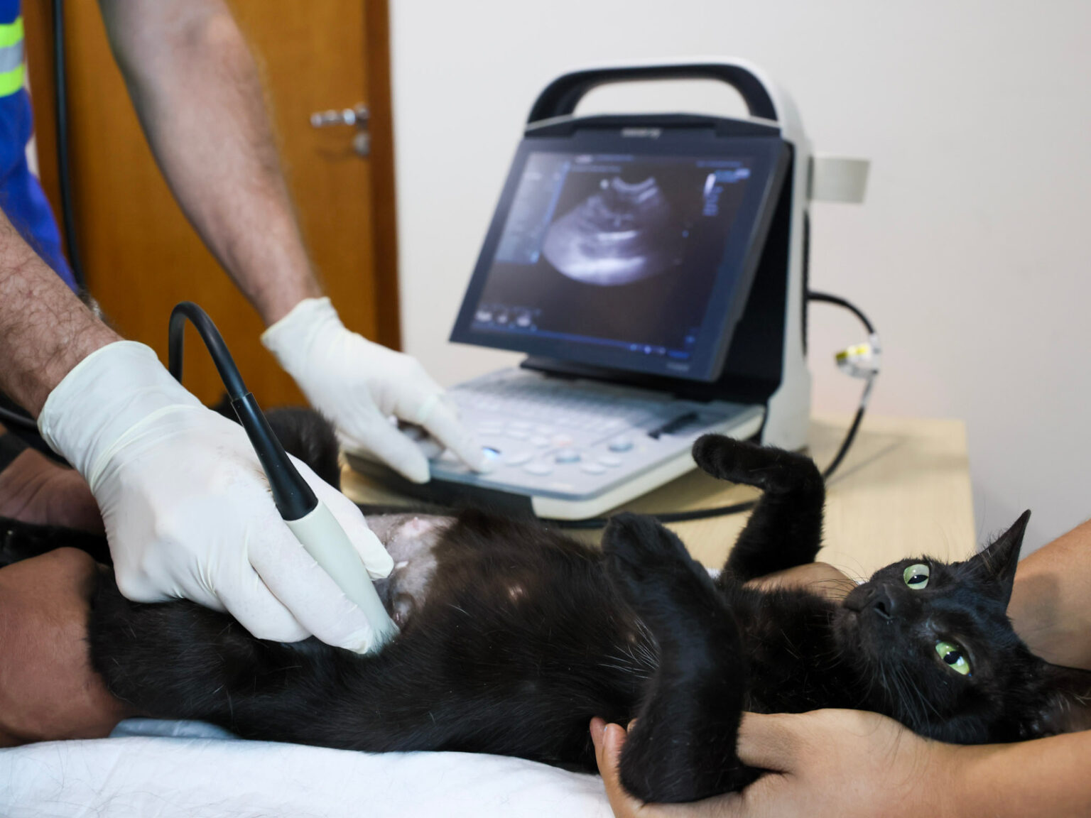 outubro-rosa-pet-alerta-para-tumores-em-cadelas-e-gatas