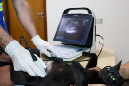outubro-rosa-pet-alerta-para-tumores-em-cadelas-e-gatas