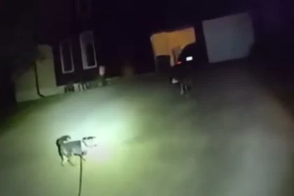 cao-pede-ajuda-a-policia-salvar-dono,-que-ficou-caido-em-casa-por-3-horas