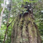 congresso-tera-sete-em-cada-dez-parlamentares-contra-agenda-ambiental