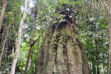 congresso-tera-sete-em-cada-dez-parlamentares-contra-agenda-ambiental