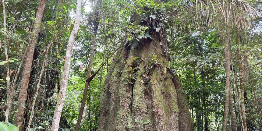 congresso-tera-sete-em-cada-dez-parlamentares-contra-agenda-ambiental