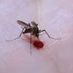 aedes-aegypti:-quase-metade-dos-municipios-esta-em-alerta-ou-risco
