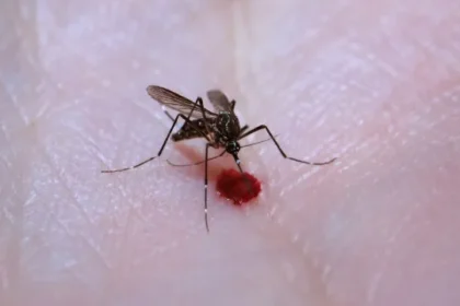 aedes-aegypti:-quase-metade-dos-municipios-esta-em-alerta-ou-risco