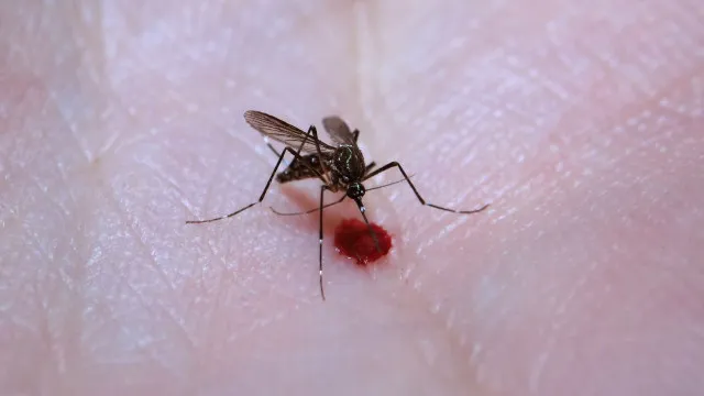 aedes-aegypti:-quase-metade-dos-municipios-esta-em-alerta-ou-risco