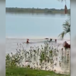 tres-caes-acuam-jacare-em-lago-no-to,-mas-reptil-da-bote,-pega-um-dos-animais-e-desaparece-na-agua;