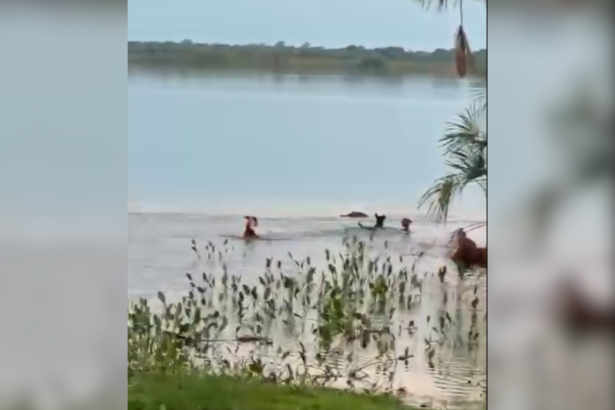 tres-caes-acuam-jacare-em-lago-no-to,-mas-reptil-da-bote,-pega-um-dos-animais-e-desaparece-na-agua;