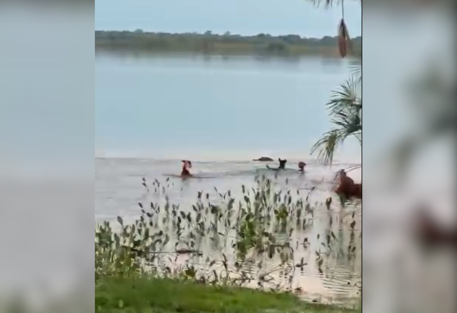 tres-caes-acuam-jacare-em-lago-no-to,-mas-reptil-da-bote,-pega-um-dos-animais-e-desaparece-na-agua;