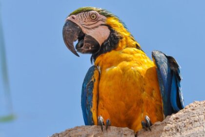 onde-o-amarelo,-azul-e-branco-se-encontram:-tocantins-e-o-estado-das-araras-caninde