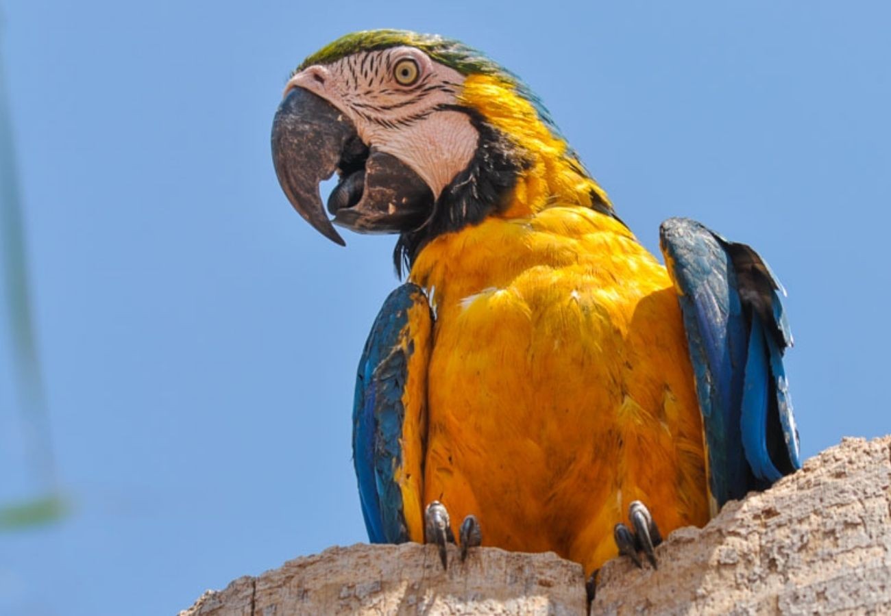 onde-o-amarelo,-azul-e-branco-se-encontram:-tocantins-e-o-estado-das-araras-caninde