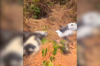 cachorros-sao-encontrados-mortos-dentro-de-sacos-plasticos-em-area-de-mata-no-interior-do-to