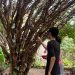 rota-gastronomica-da-jabuticaba-oferece-pratos-especiais-em-taquarucu