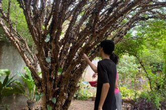 rota-gastronomica-da-jabuticaba-oferece-pratos-especiais-em-taquarucu