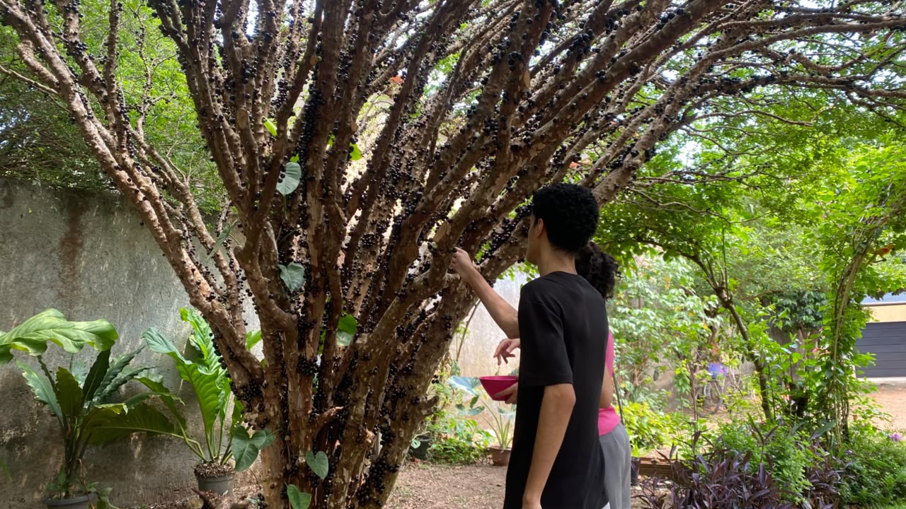 rota-gastronomica-da-jabuticaba-oferece-pratos-especiais-em-taquarucu