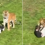 homem-morre-ao-entrar-em-jaula-de-tigre-em-zoologico;-imagens-chocam