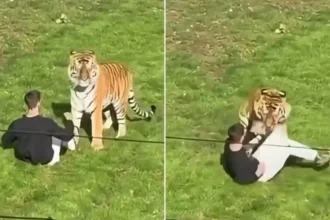 homem-morre-ao-entrar-em-jaula-de-tigre-em-zoologico;-imagens-chocam