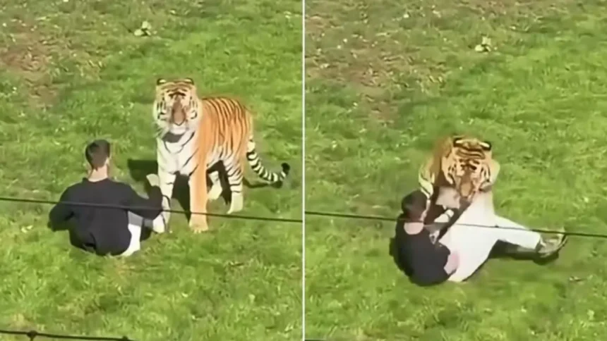 homem-morre-ao-entrar-em-jaula-de-tigre-em-zoologico;-imagens-chocam